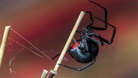 The Curse of Eight Legs: The Deadly Power of the Spider
